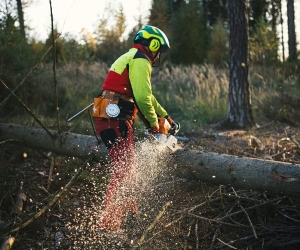 Logger,Man,Cutting,A,Tree,With,Chainsaw.,Lumberjack,Working,With