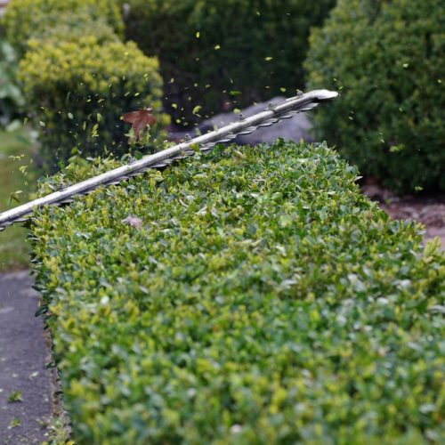 Gardening,In,Spring.,The,Evergreen,Hedge,Is,Pruned,With,Hedge