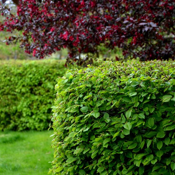 Hornbeam,Green,Hedge,In,Spring,Lush,Leaves,Let,In,Light
