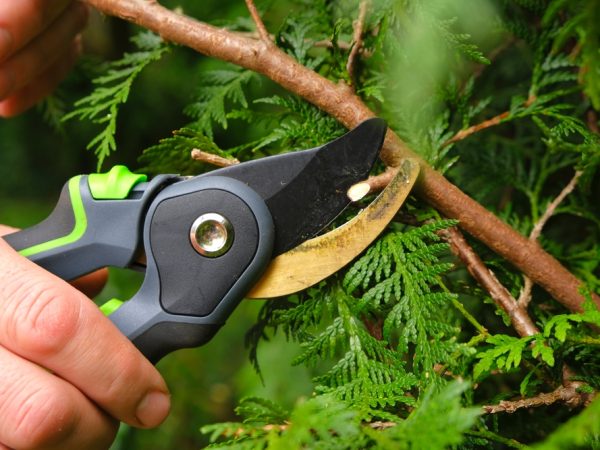 Pruning,Thuja.garden,Plants,Pruning,Tool.,Garden,Shears,In,Male,Hands