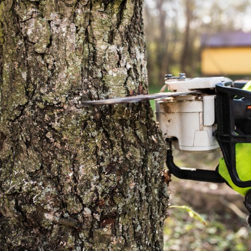 Hands,Of,Unrecognizable,Lumberjack,With,Chainsaw,Cutting,A,Tree.